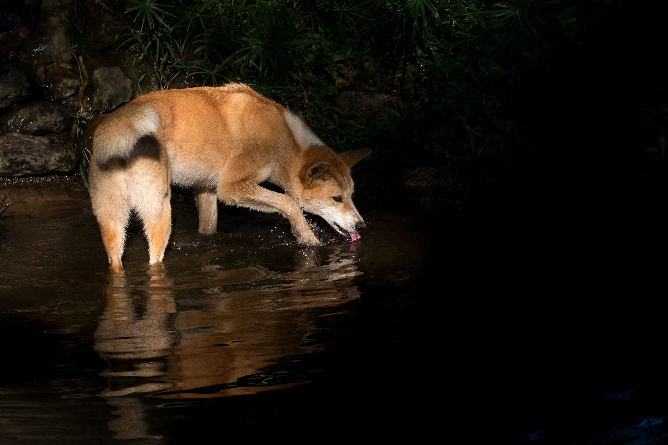 Dingo drinking water on Kgari Fraser Island in Australia