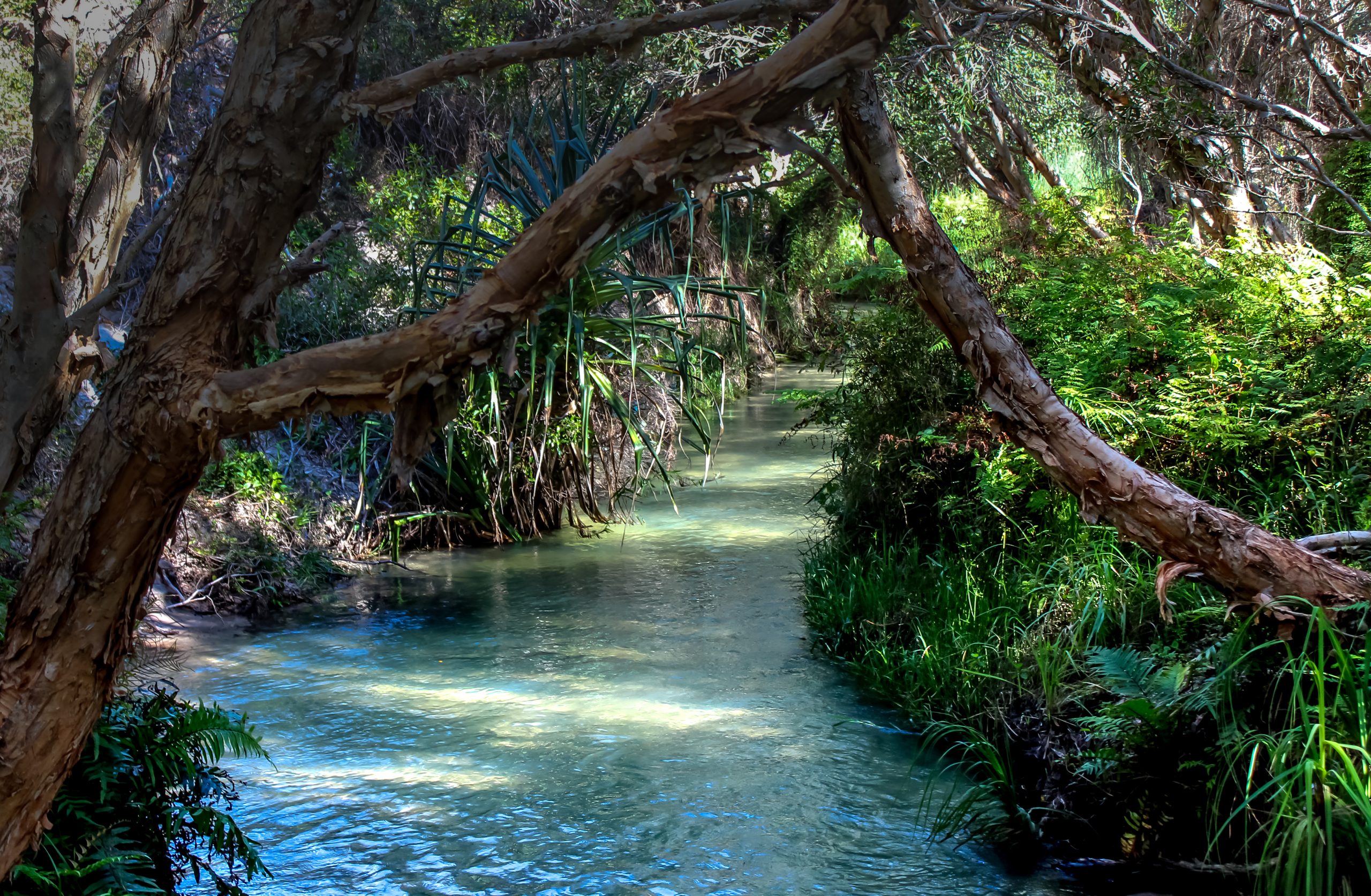 Eli Creek on Fraser Island K'gari Australia