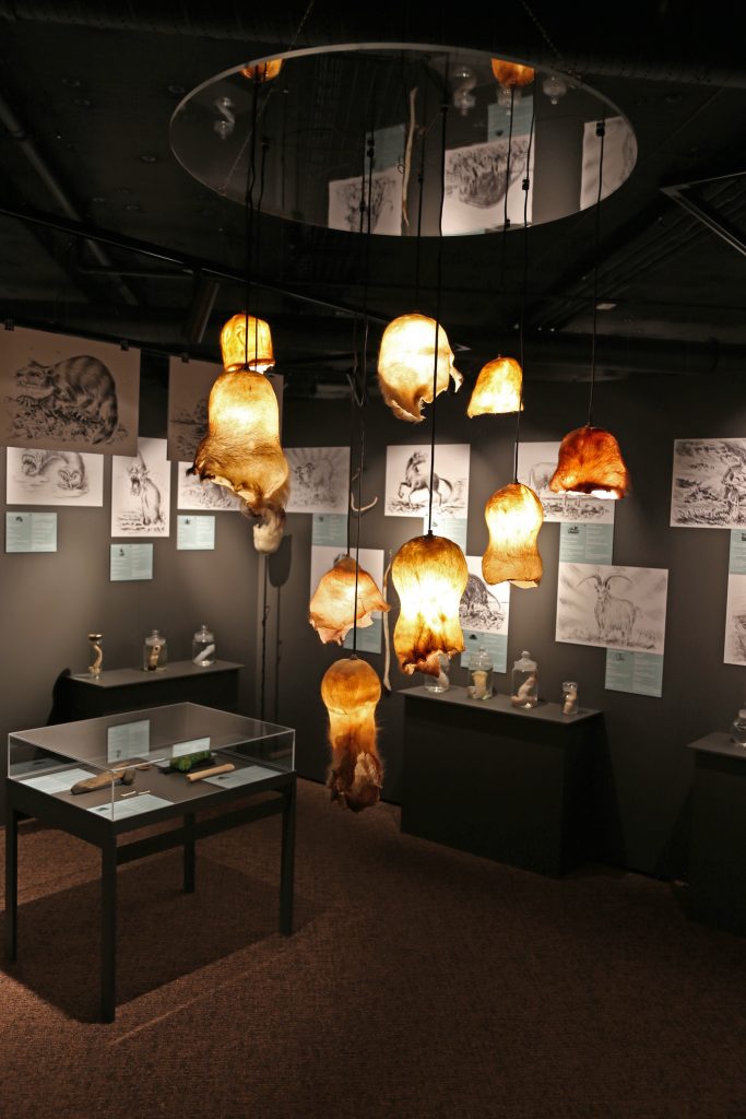 Icelandic Phallological Museum exhibit