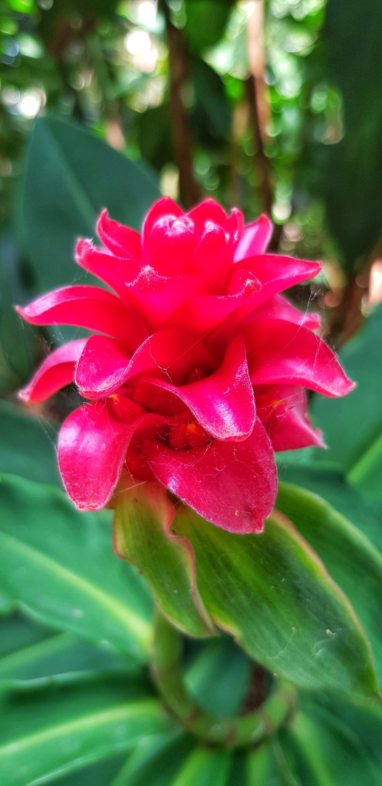  Macro Flower