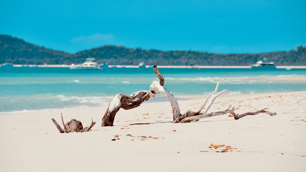 Whitehaven-Beach-Driftwood Driftwood on Whitehaven Beach in the Whitsunday Islands, Queensland Australia