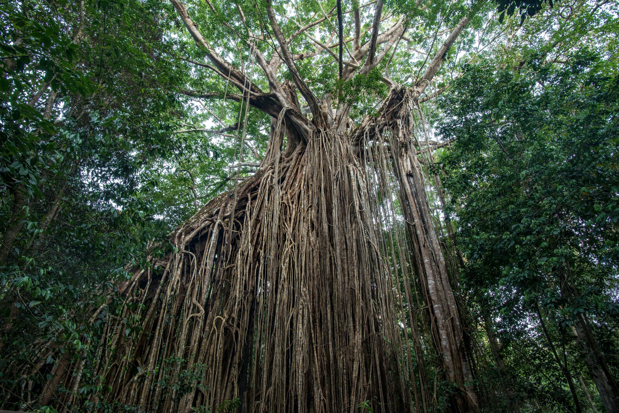 Curtain Fig Tree in the Tablelands, Queensland, Australia