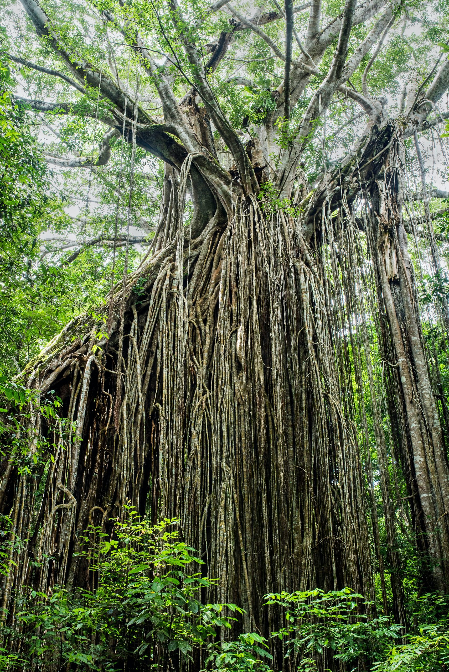Curtain Fig Tree in the Tablelands, Queensland, Australia