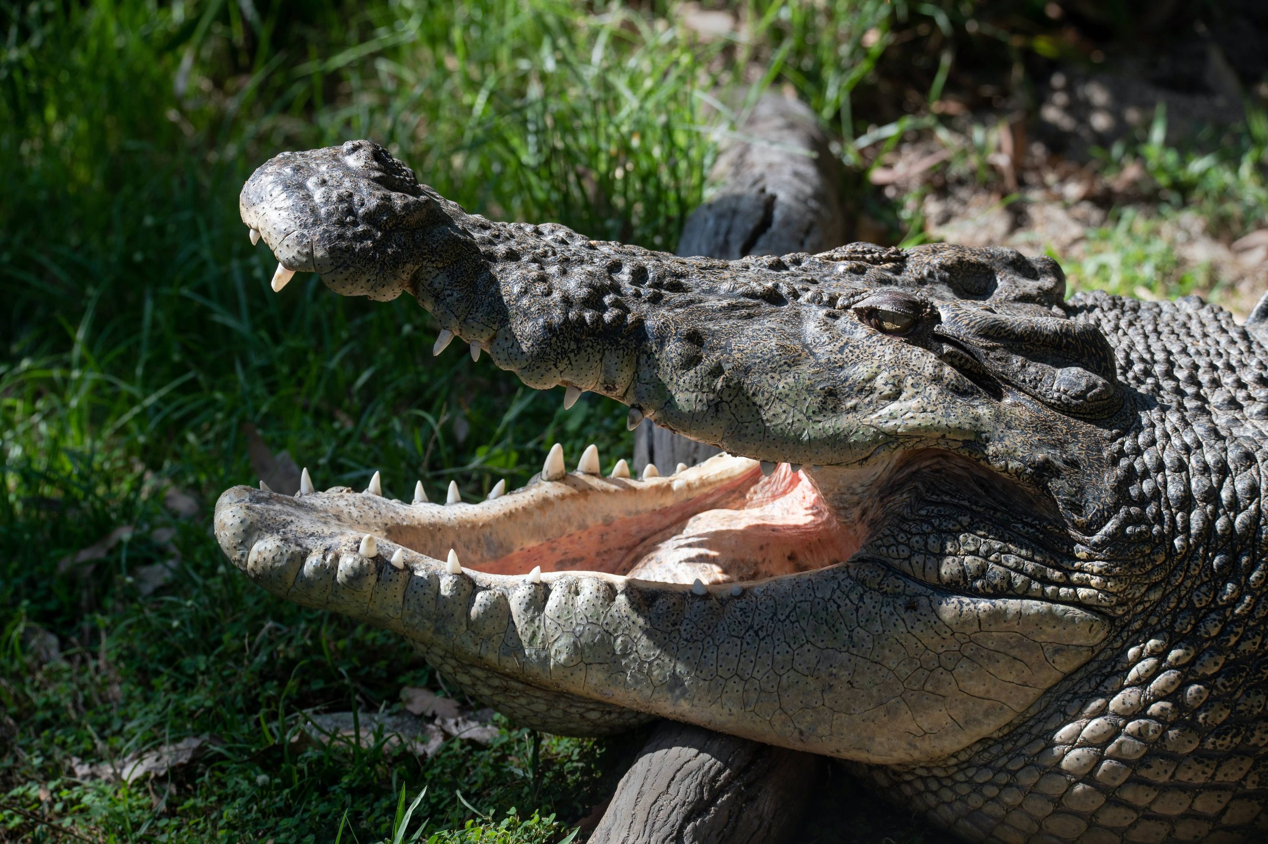Crocodile for Australia advice post on Brads Backpack Travel Blog