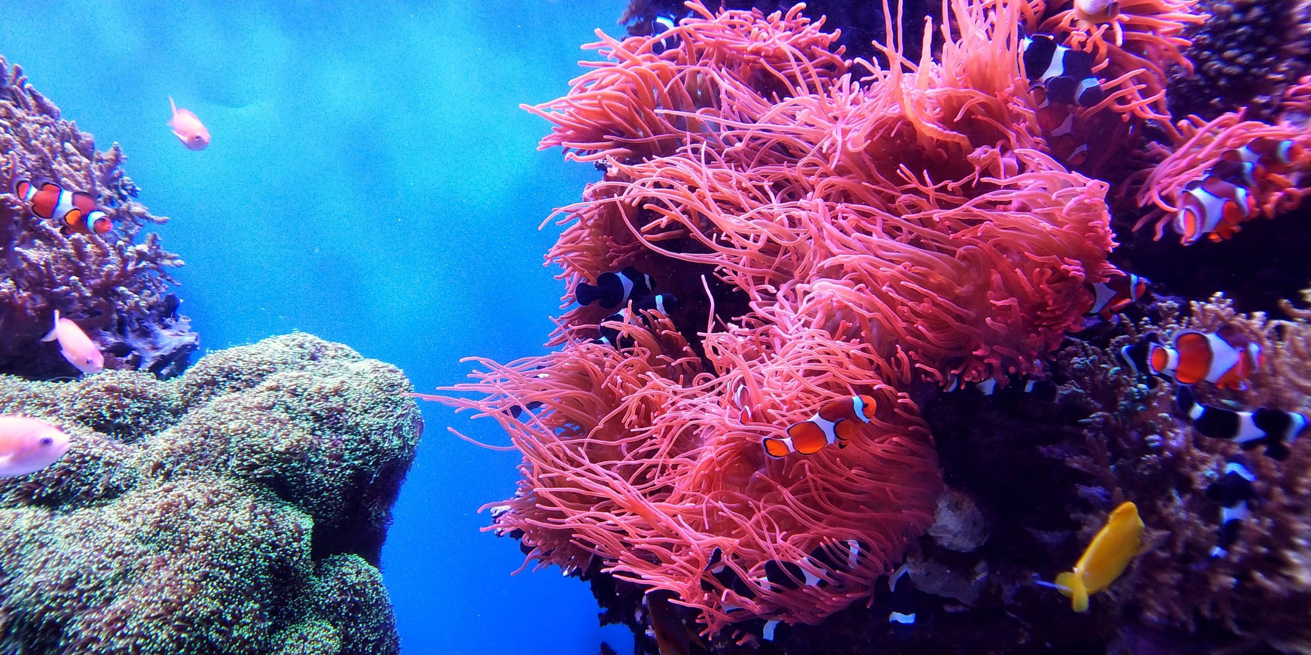 Great Barrier Reef for Australia advice post on Brads Backpack Travel Blog
