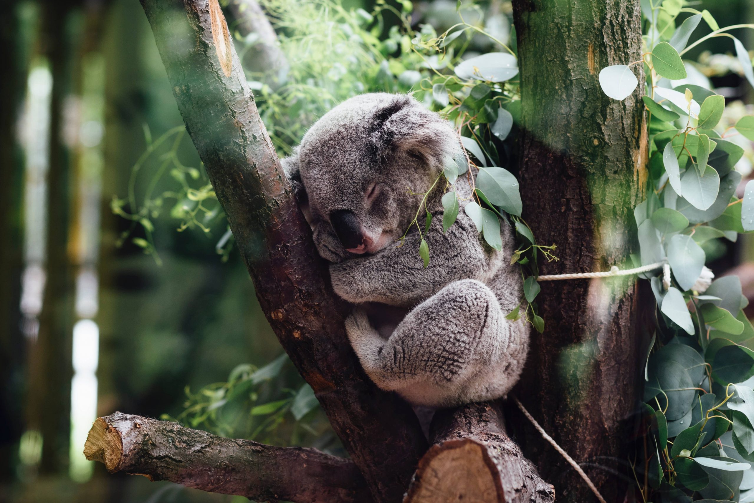 Koala for Australia advice post on Brads Backpack Travel Blog