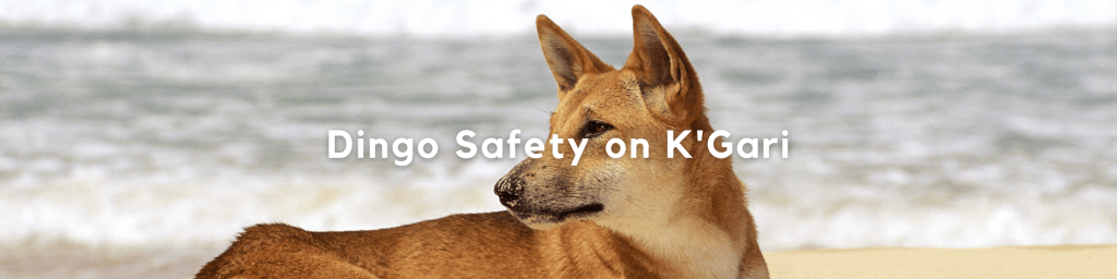 Dingo Safety on how to discover K'Gari travel blog post
