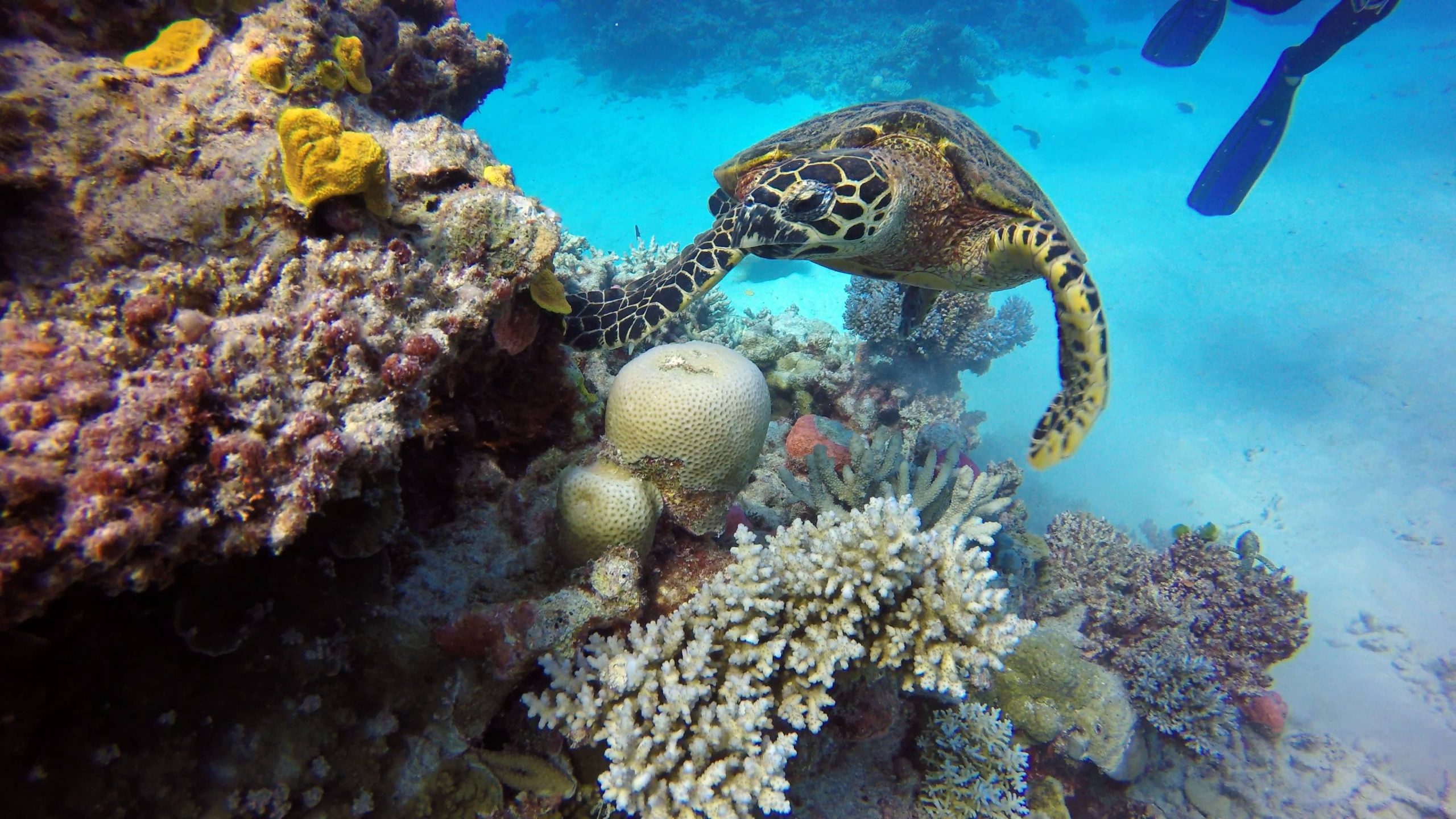 A turtle swimming by some coral in the Great Barrier Reef, Australia
