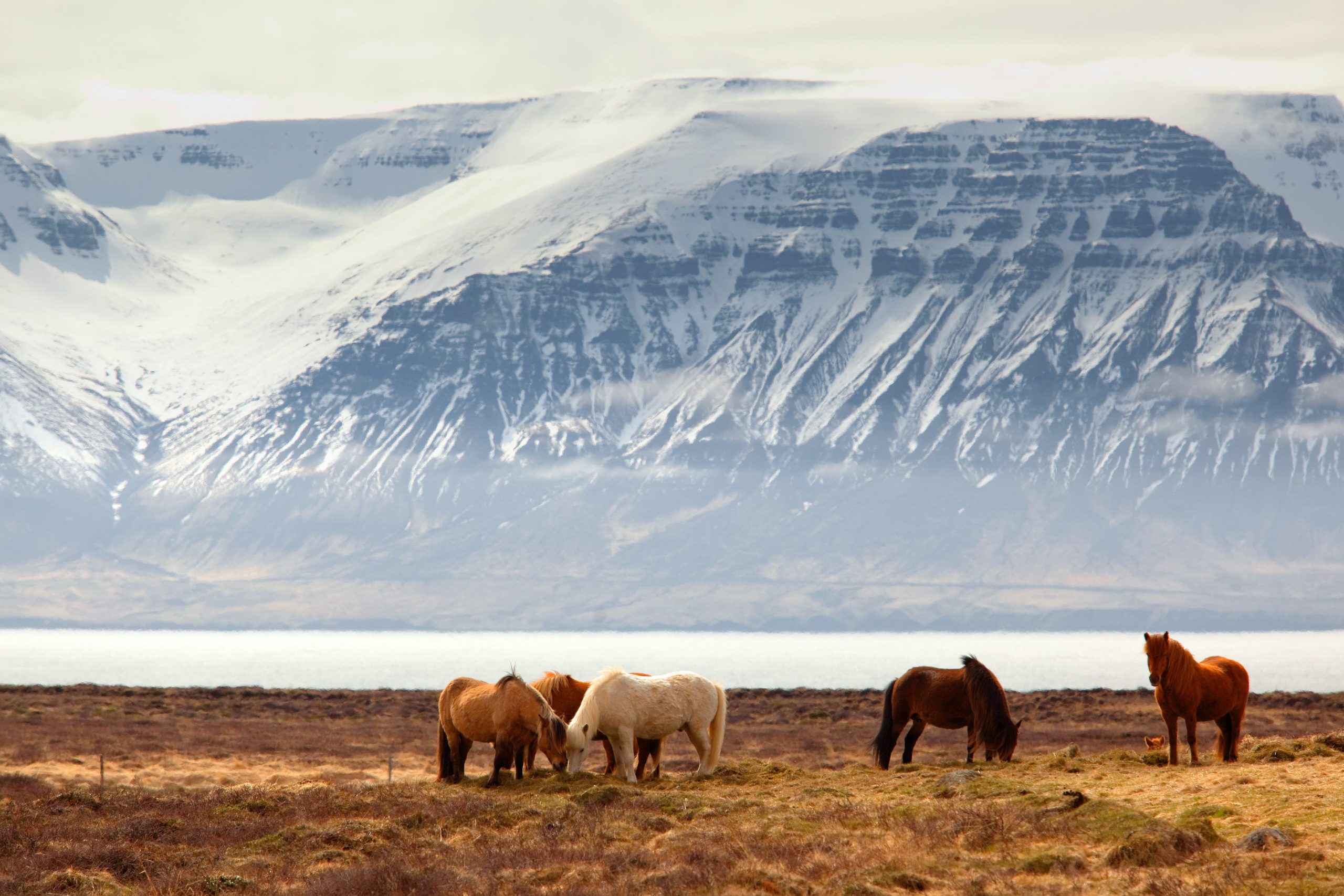 Wild Icelandic Horses on a post for a travel blog regarding Icelands tourist tax