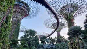 The Gardens by the bay supertrees in Singapore