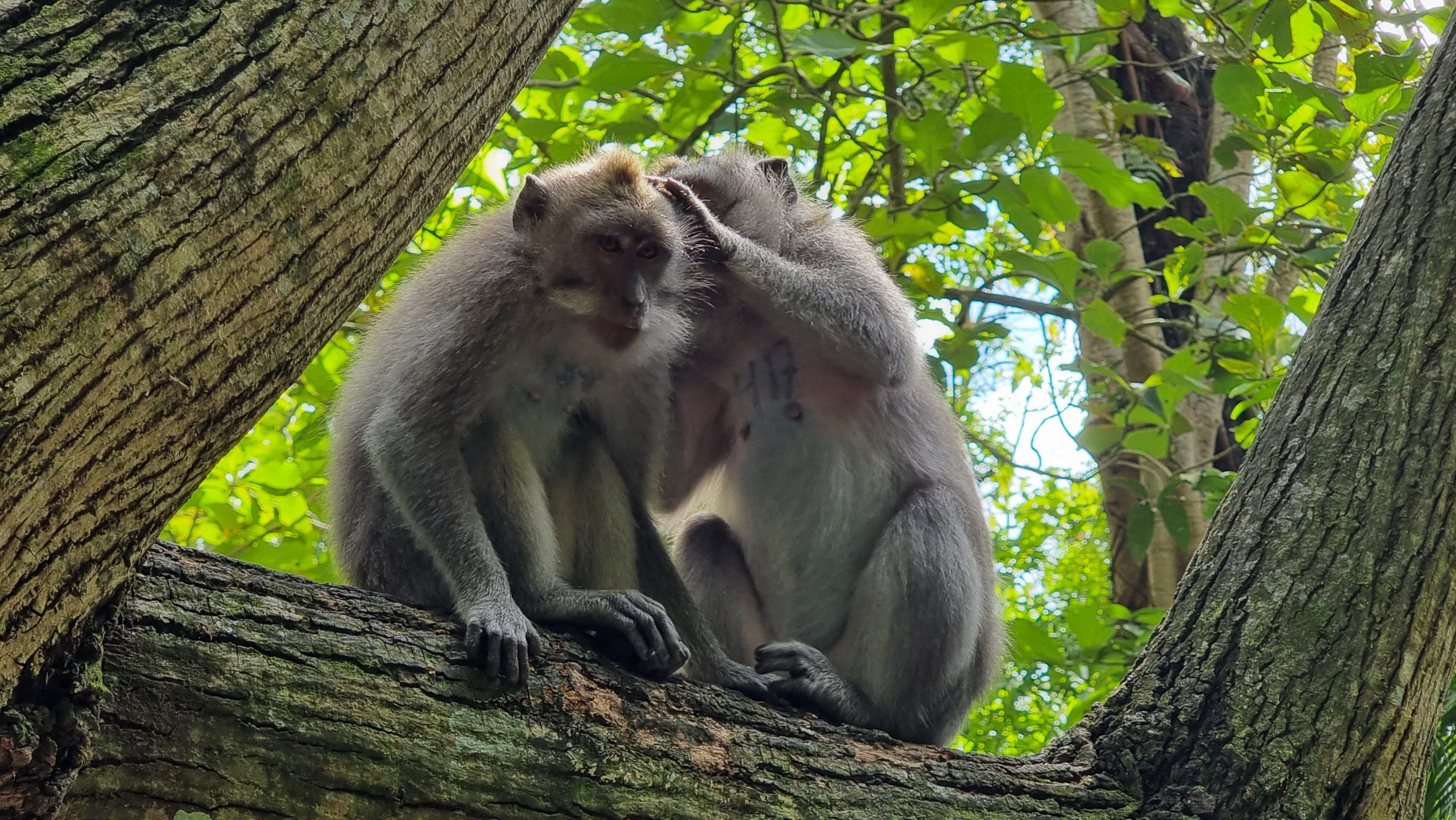Two monkeys preening in Ubud Sanctuary Bali