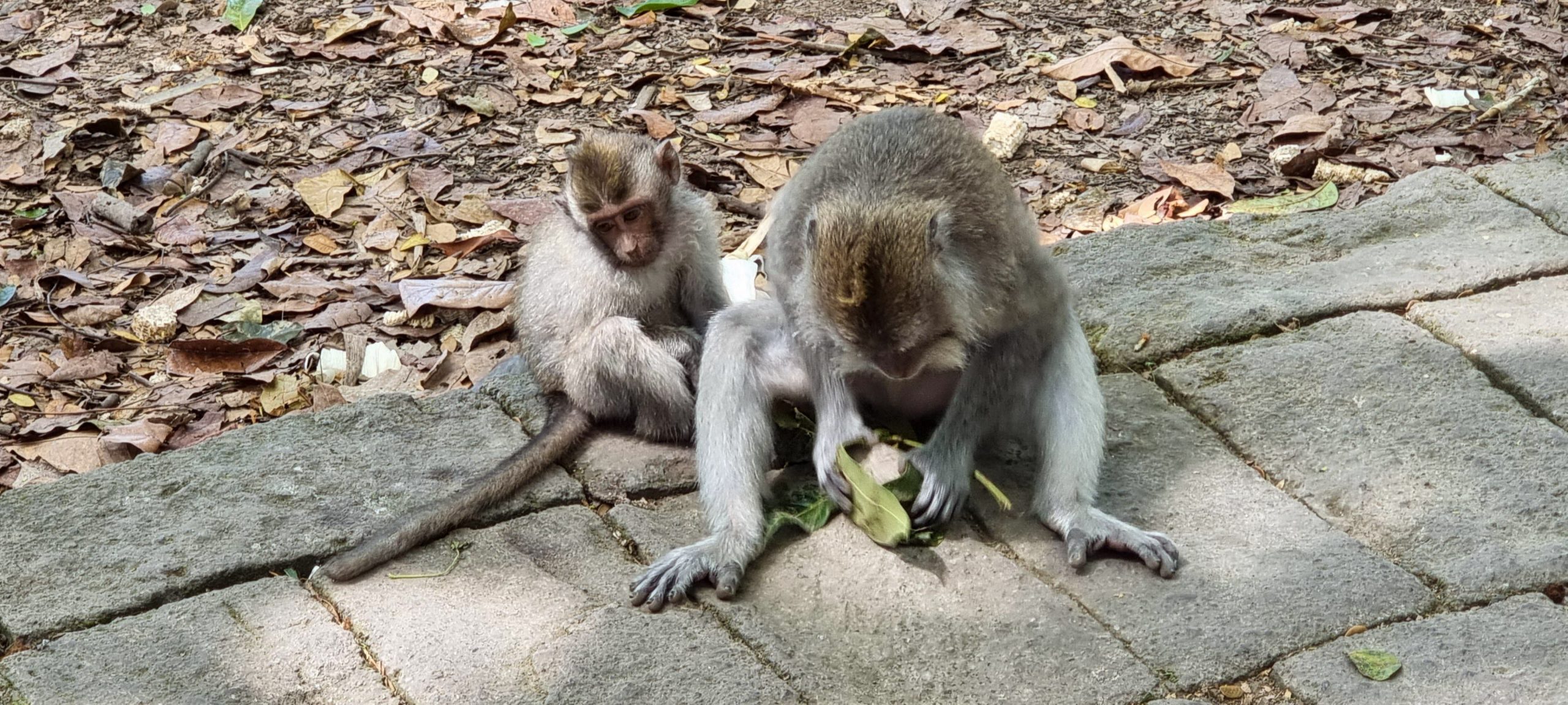 Monkey and Baby in Ubud Bali sanctuary