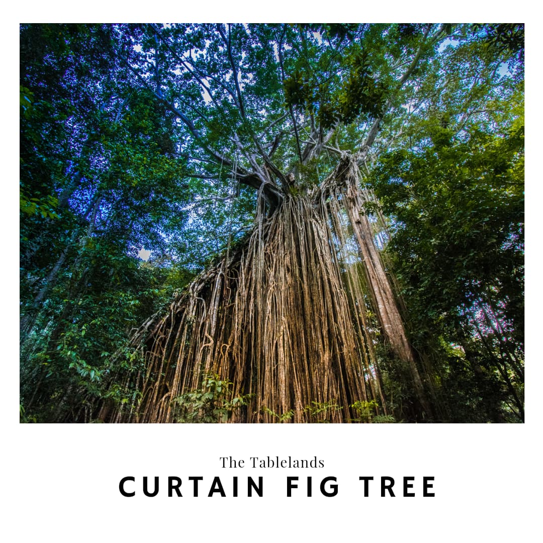Link to Curtain Fig Tree Travel guide