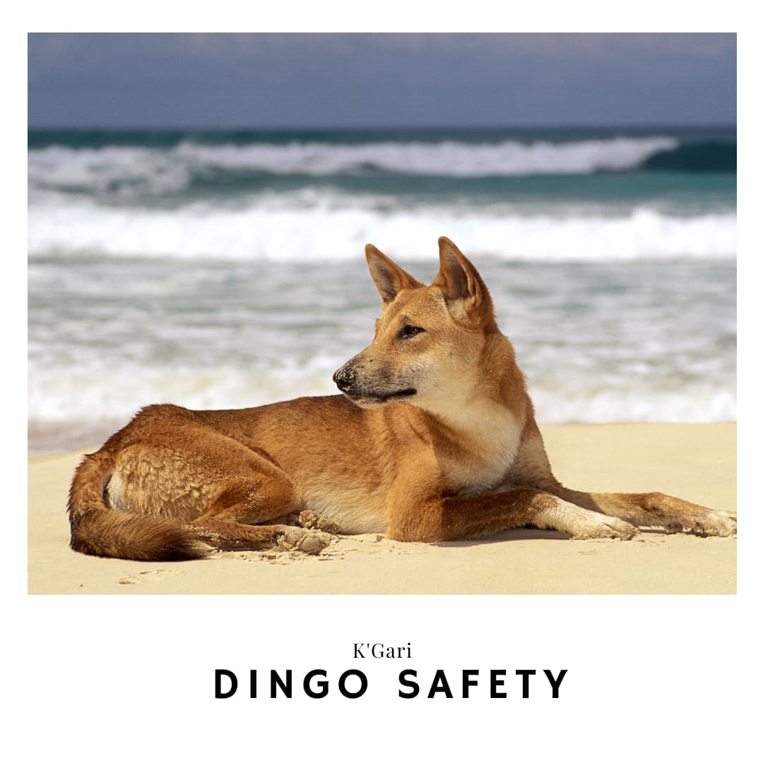 Link to a post on Dingo Safety on K'Gari, East coast Australia