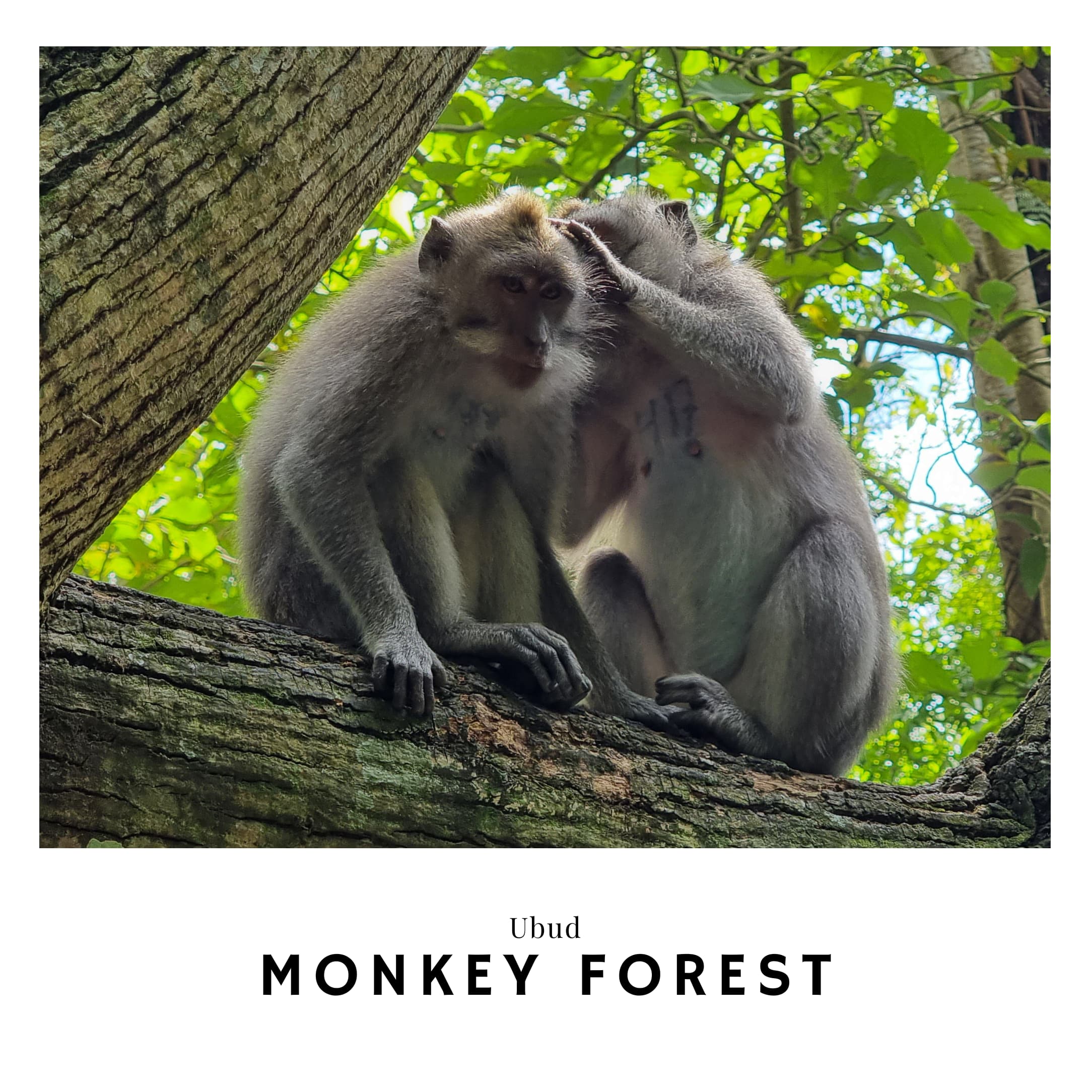 Link to Ubud Monkey Forest Travel Guide