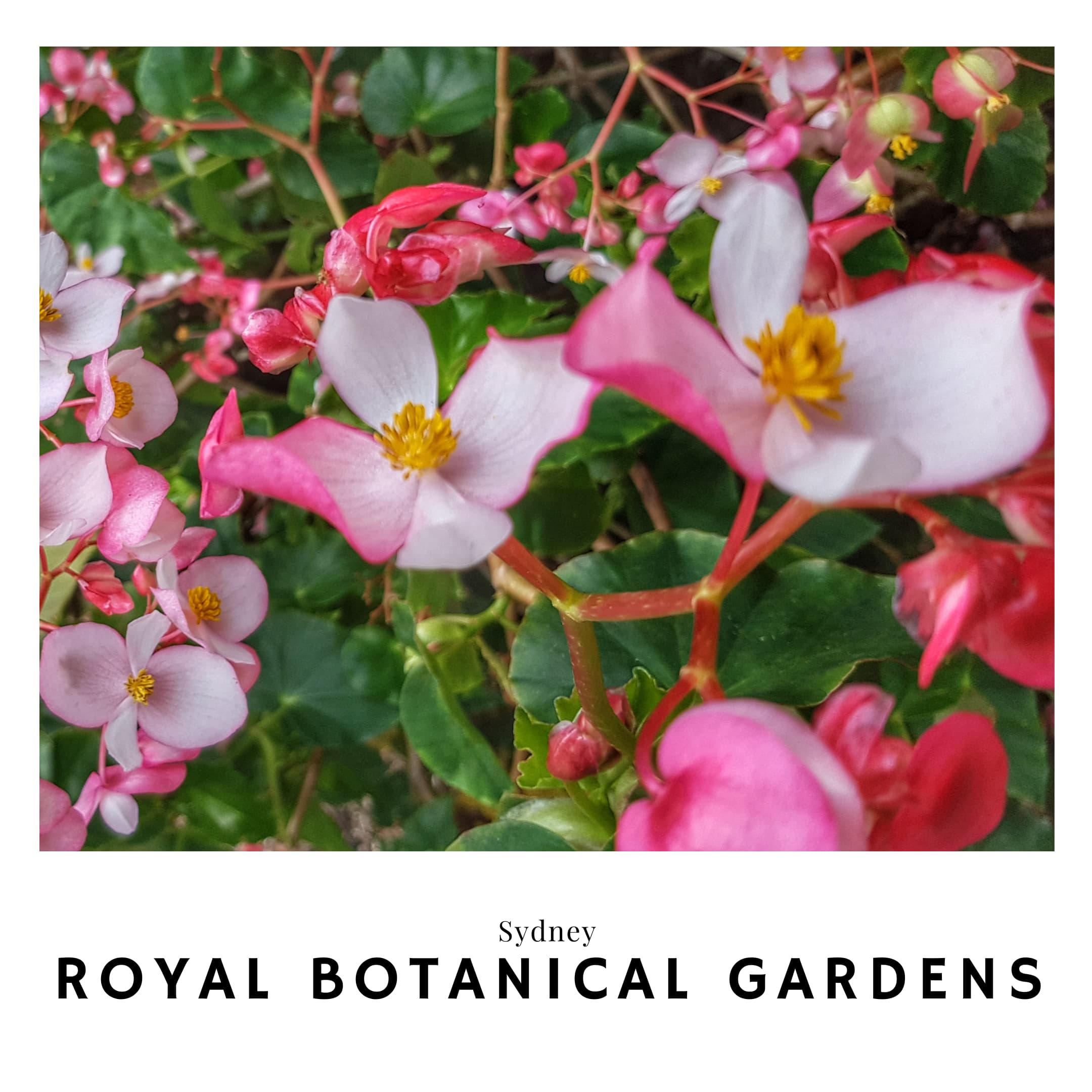 Link to the Royal Botanical Gardens  travel guide in Australia