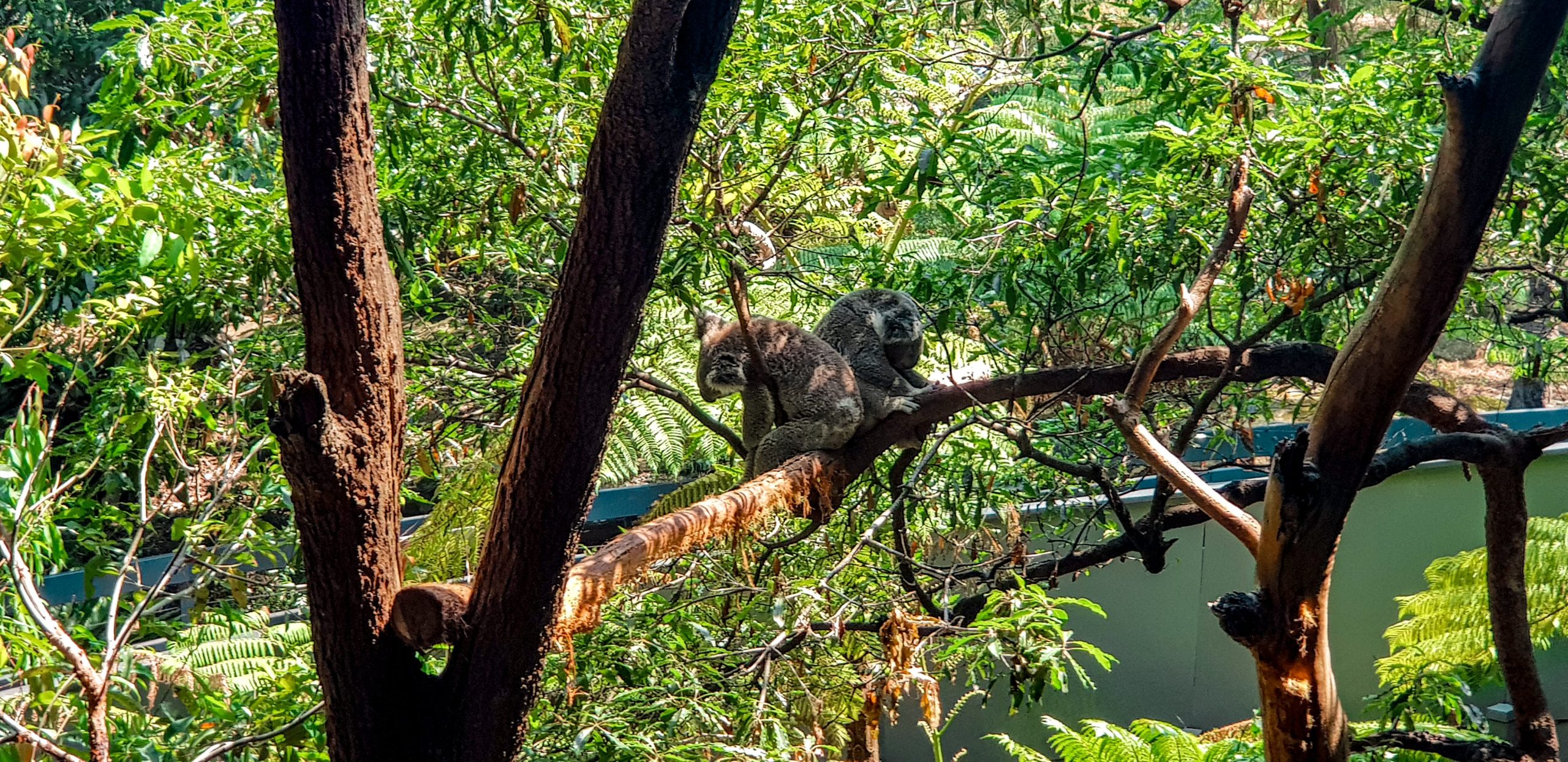 Koalas and Taronga Zoo in Sydney Australia Travel Guide