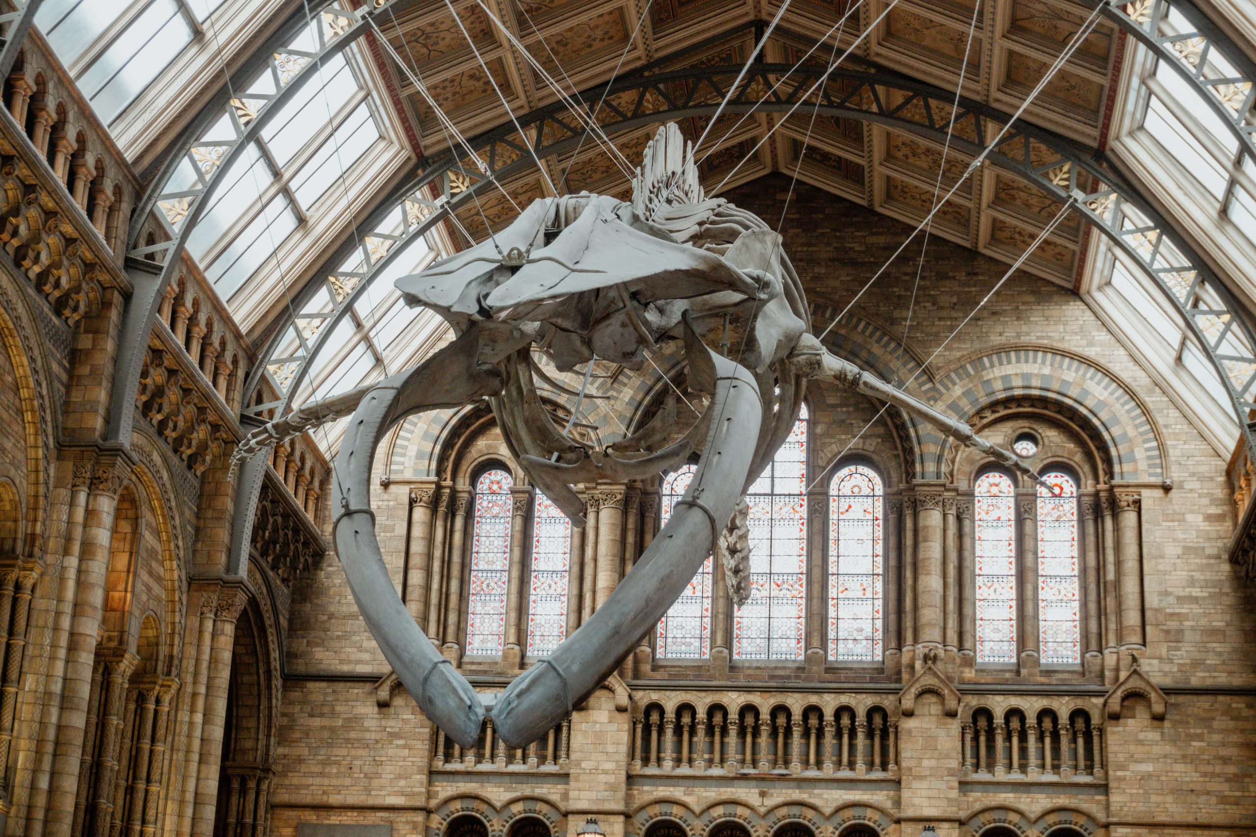 Natural History Museum Blue Whale skeleton