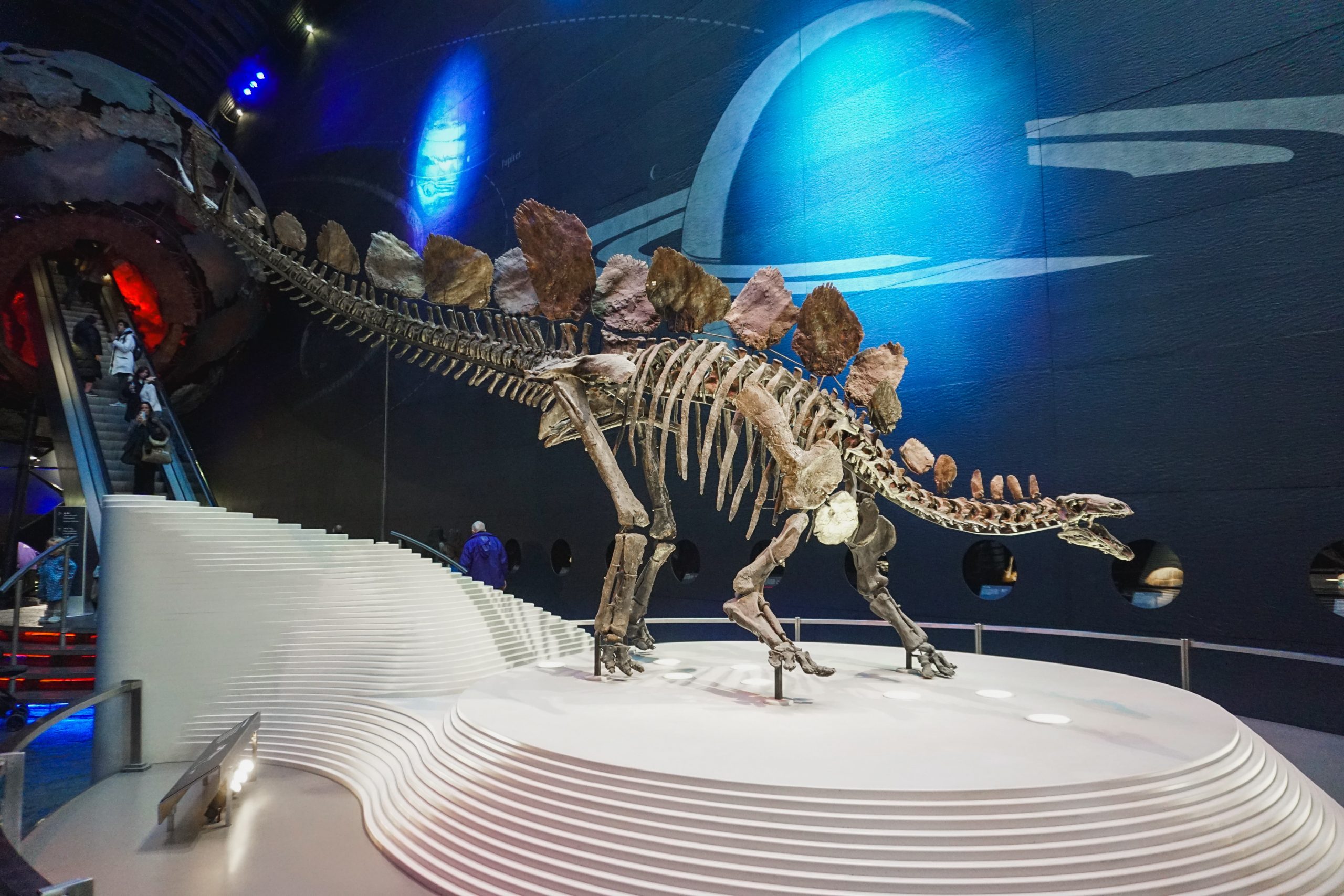 Stegosaurus skeleton London Natural History Museum