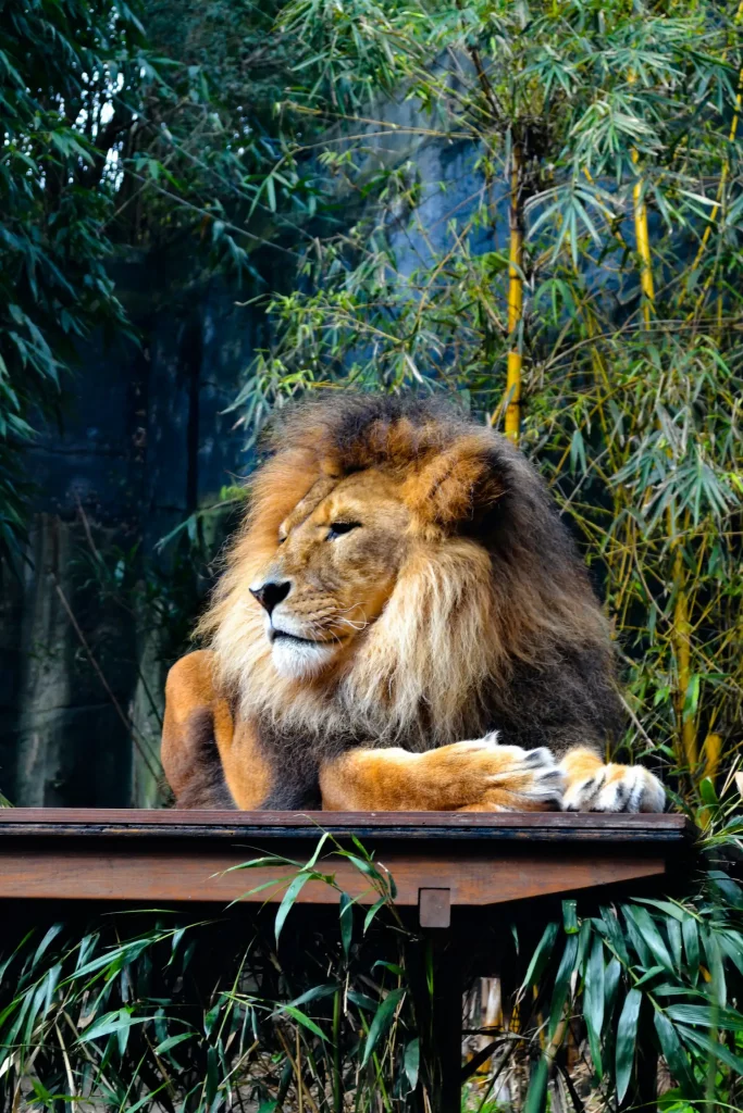 Taronga Zoo Lion Lion in Taronga Zoo Sydney