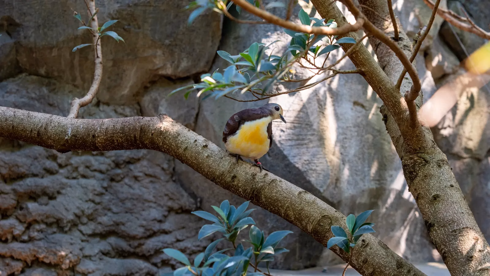 Chester Zoo Bird