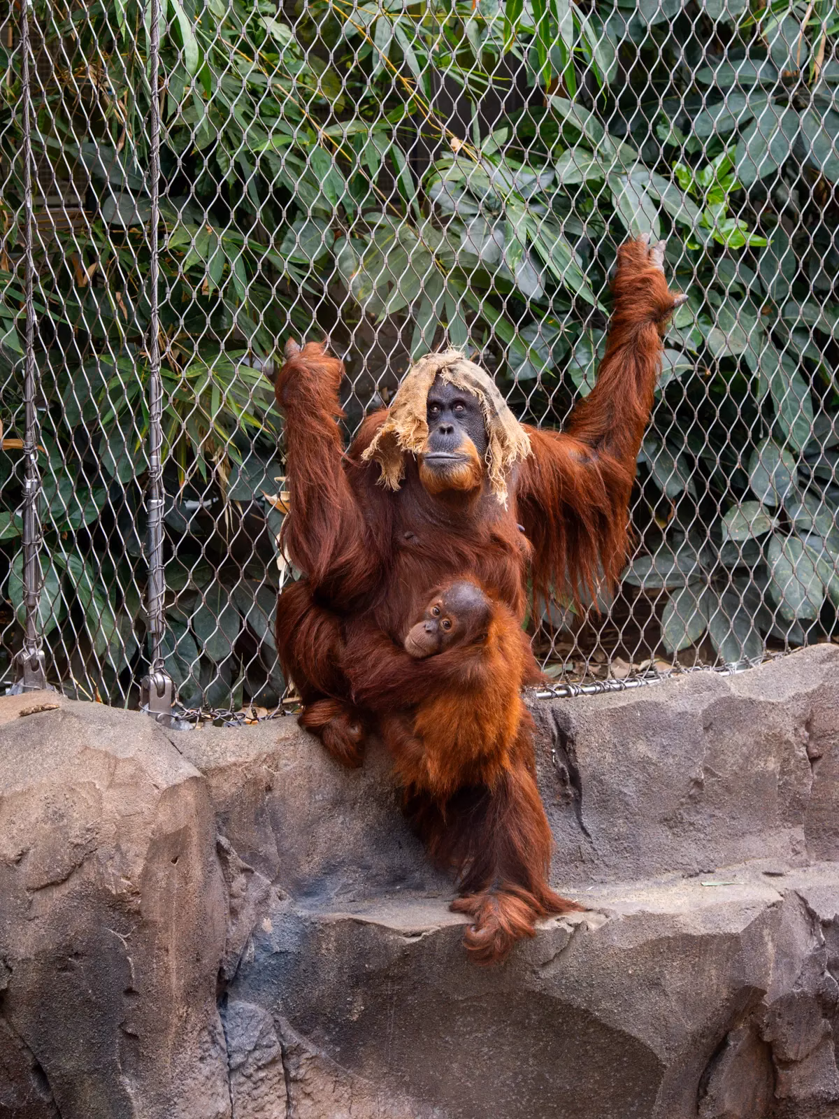 Chester Zoo Orangutan