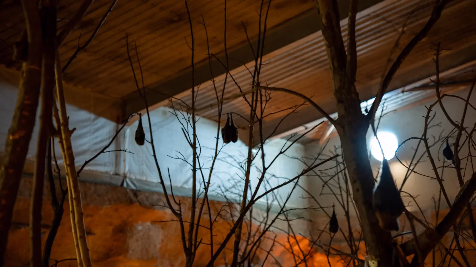 The Bats exhibit at Chester Zoo