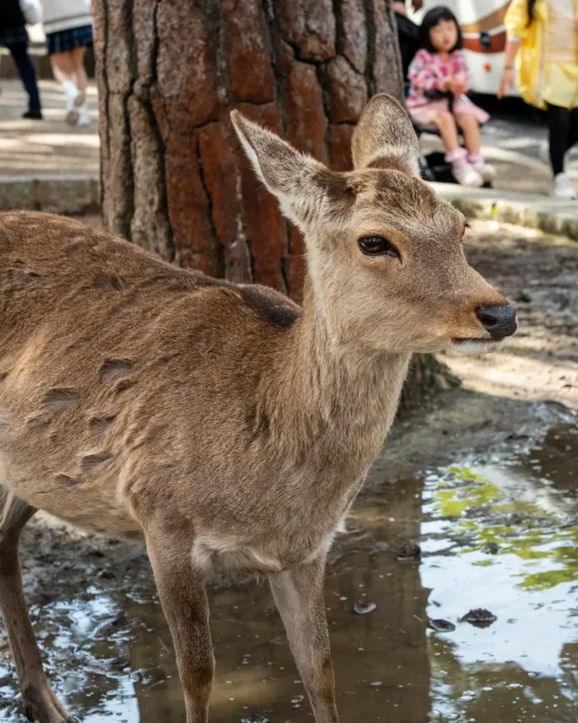 Nara Deer Nara Deer