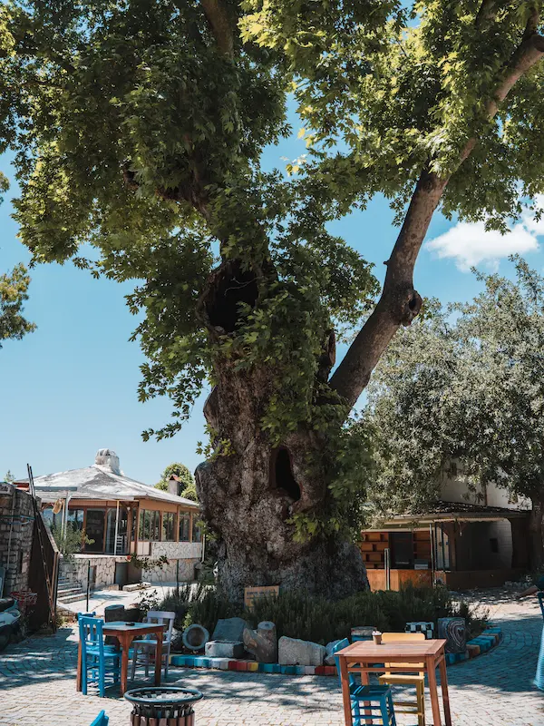 Marmaris Wishing Tree Marmaris Wishing Tree